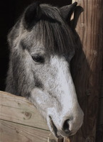 Bienvenue au Poney-club du Baugely!!!